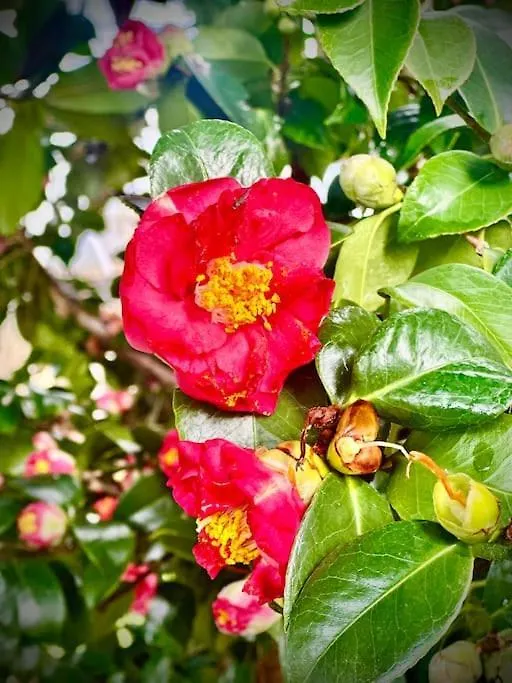 Le 2 Magnolie, Viareggio Villa
